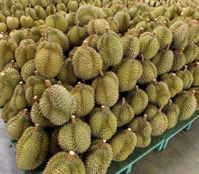 Exports of Thai Durian Help the Economy amidst COVID-19 Crisis